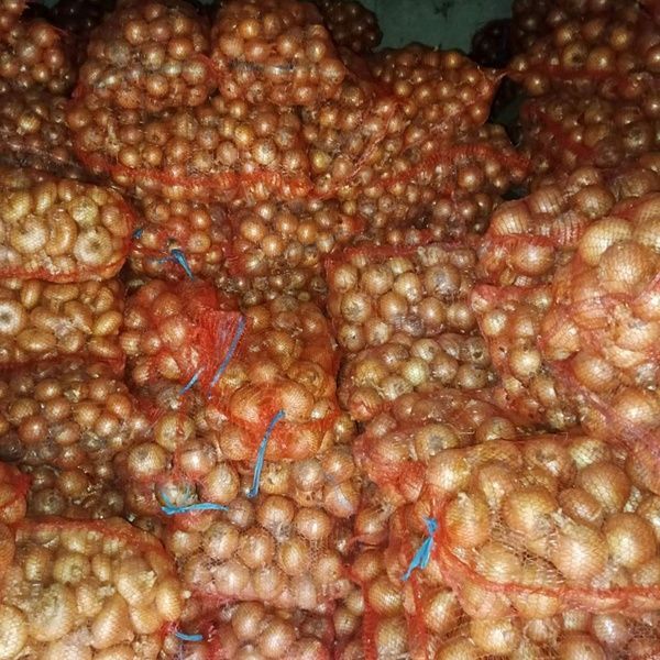 Цибуля Медуза (Medusa) 01-Циб-0009 фото