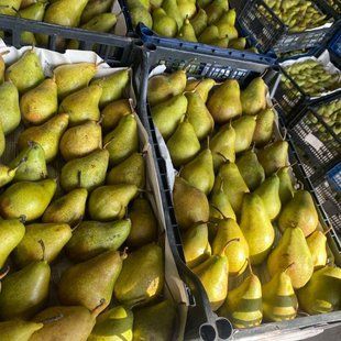 Груша Ноябрська оптом для ринку та магазинів 02-Гру-0005 фото