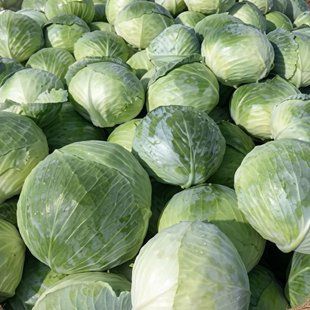 Капуста білокачанна Болікор (Syngenta) 01-Кап-0020 фото