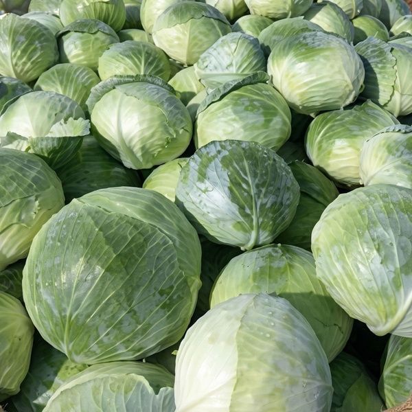 Капуста білокачанна Болікор (Syngenta) 01-Кап-0020 фото Капуста білокачанна Болікор (Syngenta) 01-Кап-0020 фото