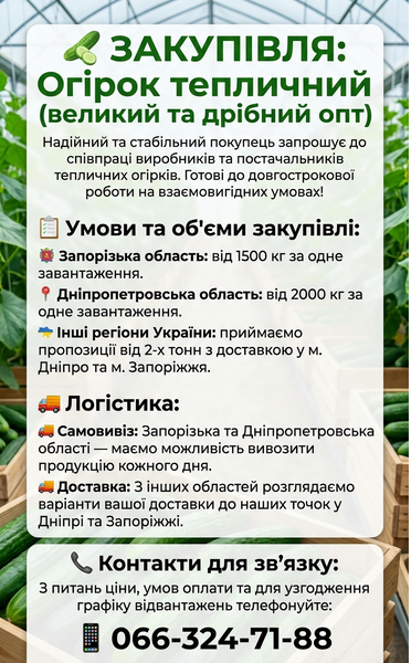 Закуповую Огірки тепличні Оптом (Запорізька та Дніпропетрівська області) 03-Купую фото Закуповую Огірки тепличні Оптом (Запорізька та Дніпропетрівська області) 03-Купую фото